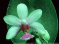 Photo : Phalaenopsis Robert Weltz