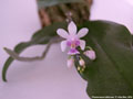 Photo : Phalaenopsis deliciosa
