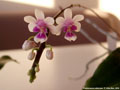 Photo : Phalaenopsis deliciosa