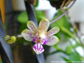 Photo : Phalaenopsis Calypso Musick