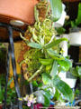 Photo : Phalaenopsis Calypso Musick