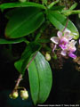 Photo : Phalaenopsis Calypso Musick