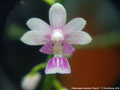 Photo : Phalaenopsis deliciosa