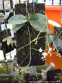Photo : Phalaenopsis deliciosa