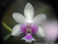 Photo : Phalaenopsis deliciosa