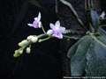 Photo : Phalaenopsis deliciosa