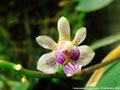 Photo : Phalaenopsis Calypso Musick