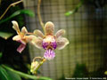 Photo : Phalaenopsis Calypso Musick