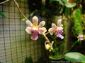 Photo : Phalaenopsis Calypso Musick