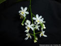Photo : Phalaenopsis deliciosa