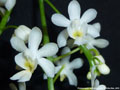 Photo : Phalaenopsis deliciosa