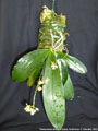 Photo : Phalaenopsis deliciosa