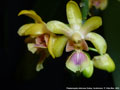 Photo : Phalaenopsis deliciosa