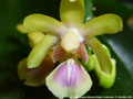 Photo : Phalaenopsis deliciosa