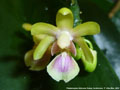 Photo : Phalaenopsis deliciosa