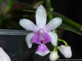 Photo : Phalaenopsis deliciosa