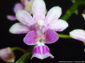 Photo : Phalaenopsis deliciosa