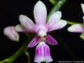 Photo : Phalaenopsis deliciosa
