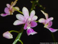 Photo : Phalaenopsis deliciosa
