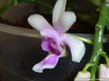 Photo : Phalaenopsis deliciosa
