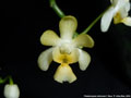 Photo : Phalaenopsis deliciosa