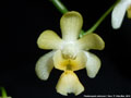 Photo : Phalaenopsis deliciosa