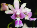 Photo : Phalaenopsis deliciosa