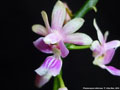 Photo : Phalaenopsis deliciosa