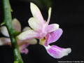Photo : Phalaenopsis deliciosa