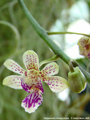 Photo : Phalaenopsis Calypso Musick