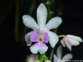 Photo : Phalaenopsis deliciosa