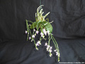 Photo : Phalaenopsis deliciosa