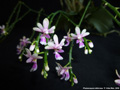 Photo : Phalaenopsis deliciosa