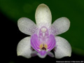 Photo : Phalaenopsis deliciosa