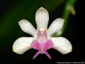 Photo : Phalaenopsis deliciosa