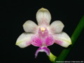 Photo : Phalaenopsis deliciosa