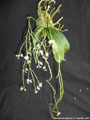 Photo : Phalaenopsis deliciosa