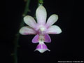Photo : Phalaenopsis deliciosa