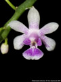 Photo : Phalaenopsis deliciosa