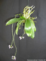 Photo : Phalaenopsis deliciosa