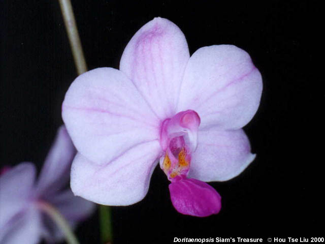 Doritaenopsis Siam's Treasure