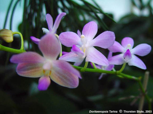 Doritaenopsis Tarina