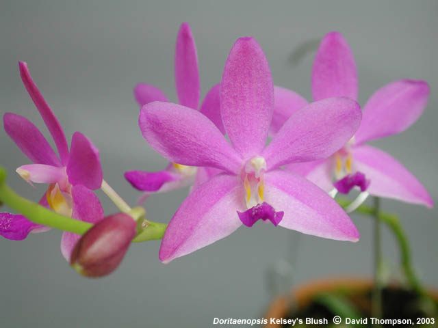 Doritaenopsis Kelsey's Blush