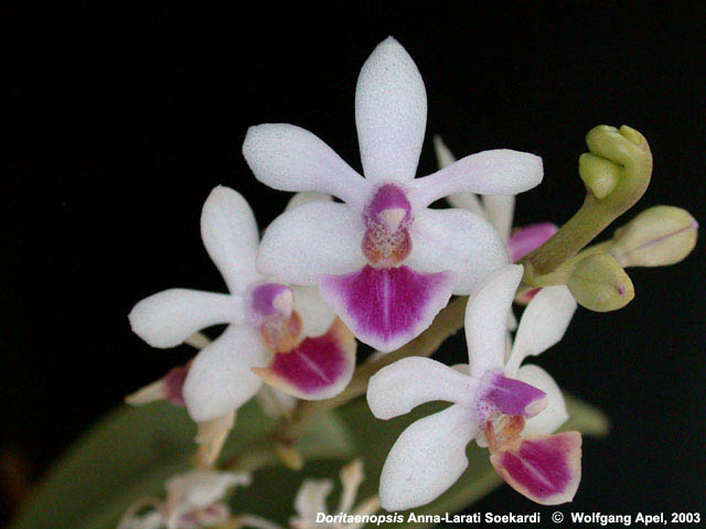 Doritaenopsis Anna-Larati Soekardi