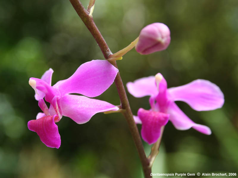 Doritaenopsis Purple Gem