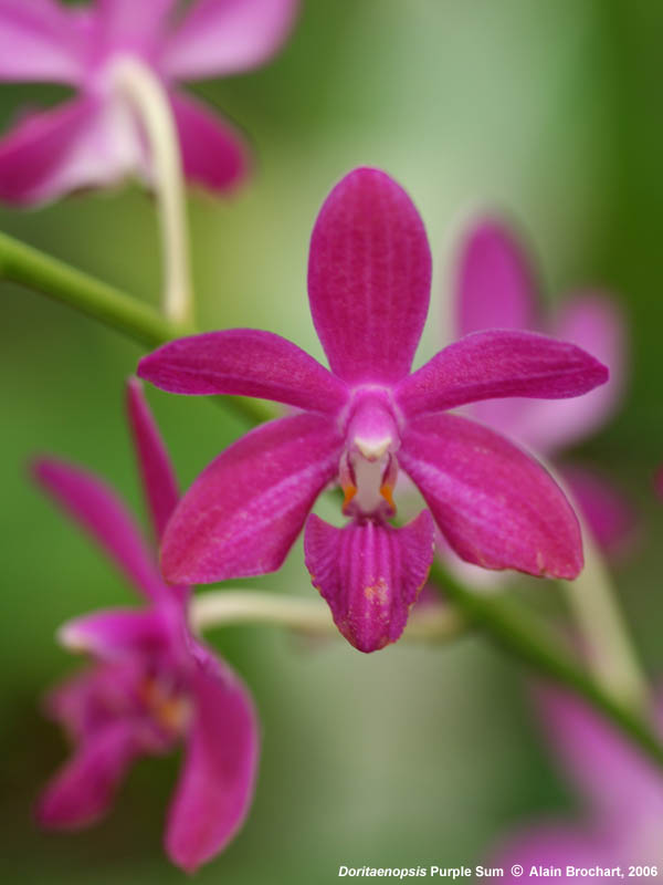 Doritaenopsis Purple Sum