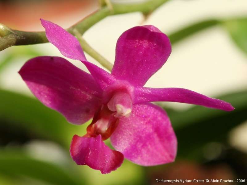 Doritaenopsis Myriam Esther