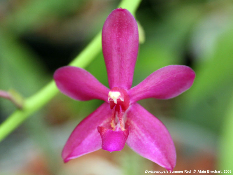 Doritaenopsis  Summer Red