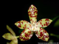 Photo : Phalaenopsis doweryensis