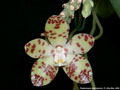 Photo : Phalaenopsis doweryensis